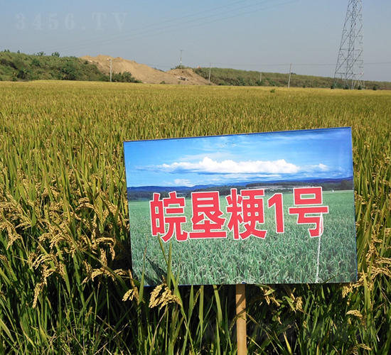 皖墾粳1號-水稻種子-皖墾種業(yè)