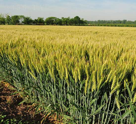 徐農(nóng)029-小麥種子-皖墾種業(yè)