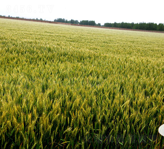 皖墾麥0622-小麥種子-皖墾種業(yè)