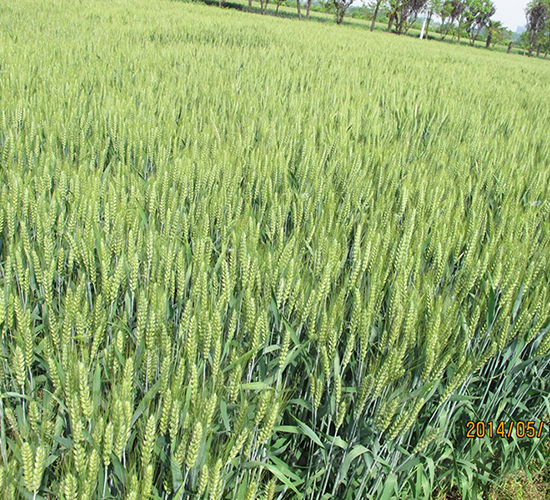 濟(jì)麥22-小麥種子-皖墾種業(yè)