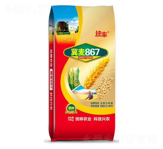 冀867-小麥種子-宏瑞種業(yè)
