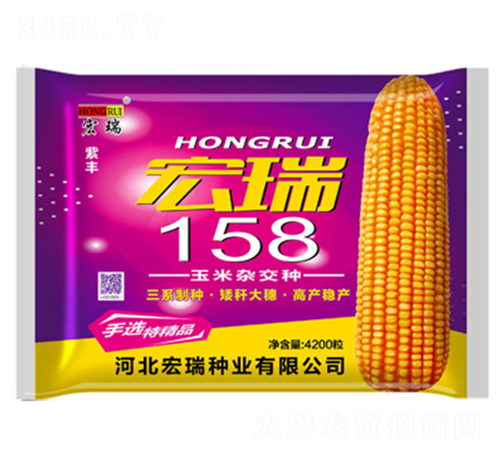 宏瑞158（袋）-玉米種子-宏瑞種業(yè)