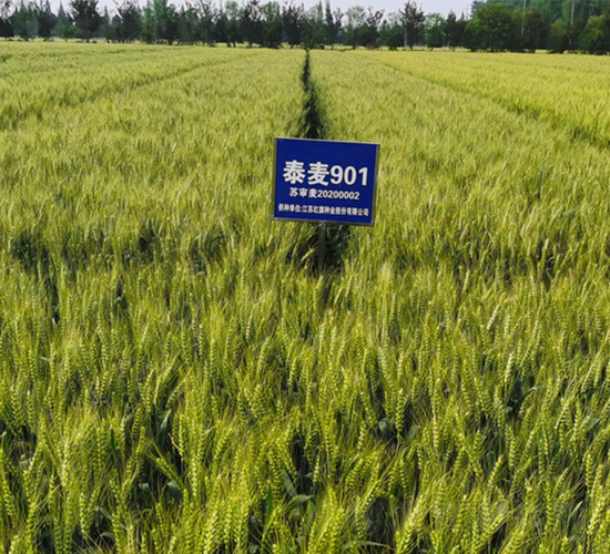 ̩��901-С���N��-�t��N�I(y��)