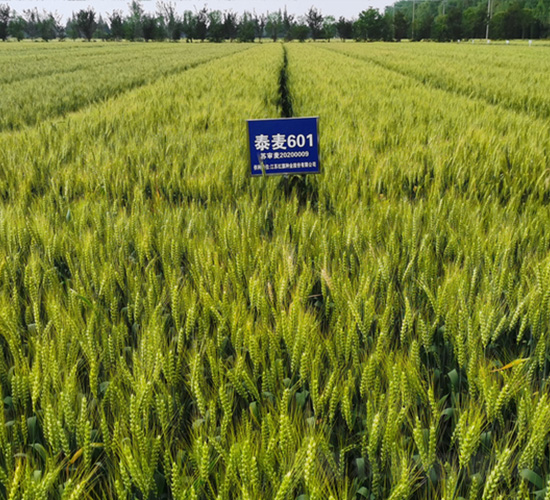 ̩��-601-С���N��-�t��N�I(y��)