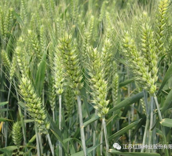 蘇泰麥1號(hào)-小麥種子-紅旗種業(yè)