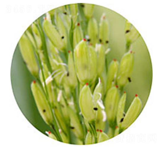 泰香早A-水稻種子-紅旗種業(yè)