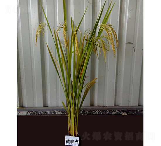 黃泰占-水稻種子-紅旗種業(yè)