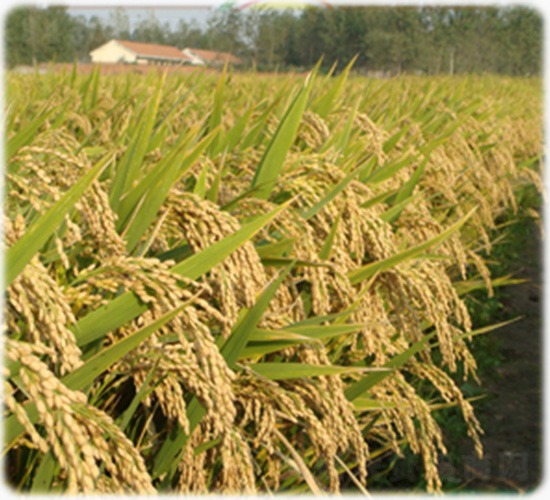 南粳40-水稻種子-紅旗種業(yè)