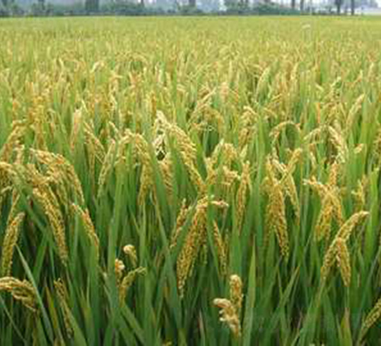 南粳5055-水稻種子-紅旗種業(yè)