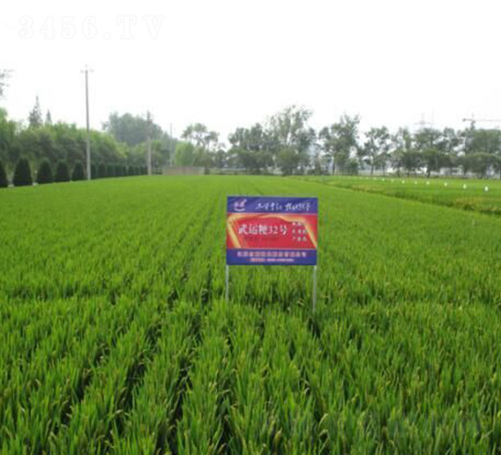 武運(yùn)粳32號(hào)-水稻種子-紅旗種業(yè)