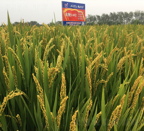 泰香粳1402-水稻種子-紅旗種業(yè)