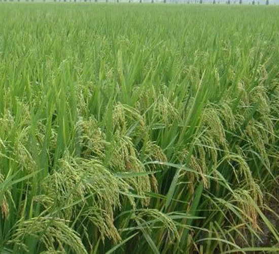 兩優(yōu)003-水稻種子-紅旗種業(yè)