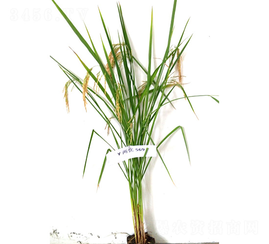 Y兩優(yōu)569-水稻種子-紅旗種業(yè)