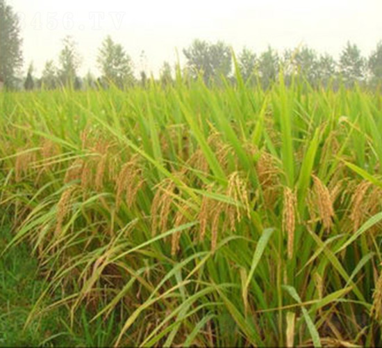 ���σ�(y��u)1̖-ˮ���N��-�t��N�I(y��)