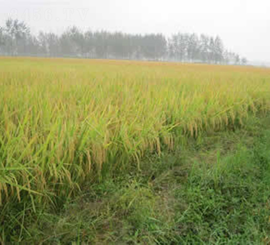 Y兩優(yōu)950-水稻種子-紅旗種業(yè)