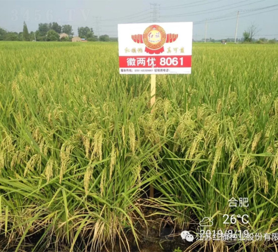 �ՃɃ�(y��u)8061-ˮ���N��-�t��N�I(y��)