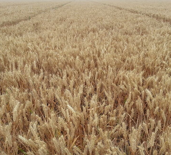 ����8̖(h��o)-С���N��-�º�N�I(y��)