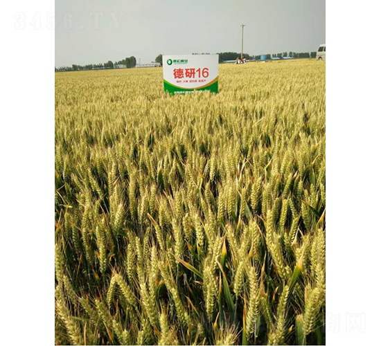 ����16-С���N��-�º�N�I(y��)