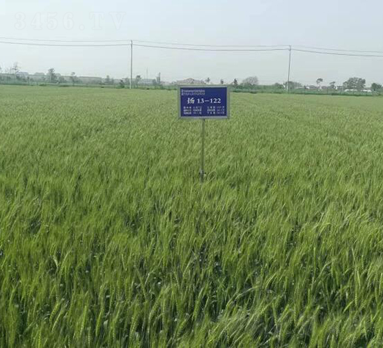 揚(yáng)麥31-小麥種子-金土地