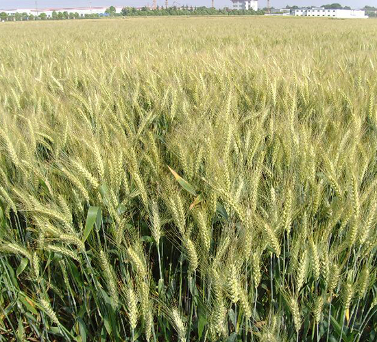揚(yáng)輻麥17-小麥種子-金土地