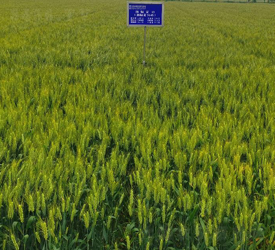 揚輻麥13-小麥種子-金土地