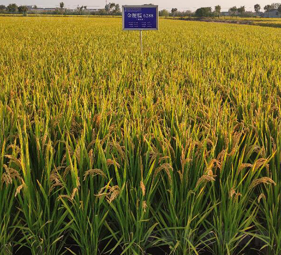 金粳糯6288-水稻種子-金土地