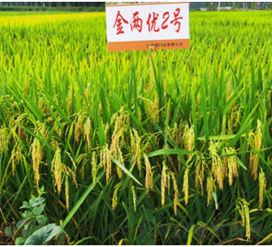 金兩優(yōu)2號-水稻種子-金土地