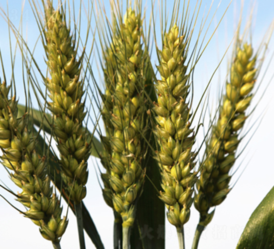 鑫麥296-小麥種子-鑫豐種業(yè)