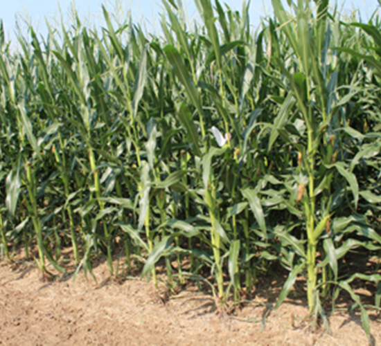 �R��101-���׷N��-���S�N�I(y��)