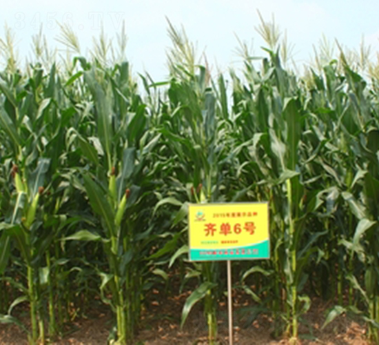 �R��6̖(h��o)-���׷N��-���S�N�I(y��)