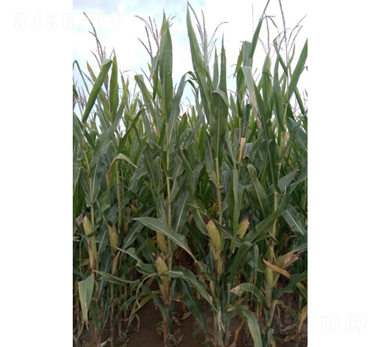 �R��828-���׷N��-���S�N�I(y��)