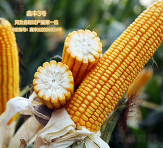鑫豐3號(hào)-玉米種子-鑫豐種業(yè)