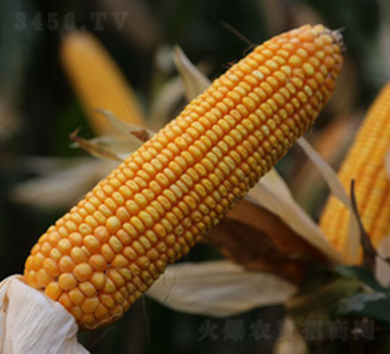鑫豐5號(hào)-玉米種子-鑫豐種業(yè)