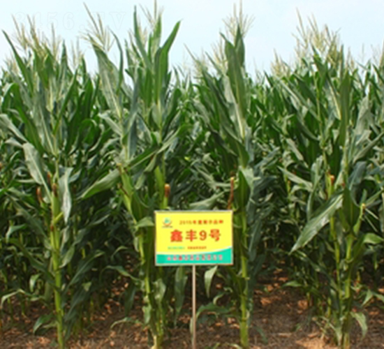 鑫豐9號(hào)-玉米種子-鑫豐種業(yè)