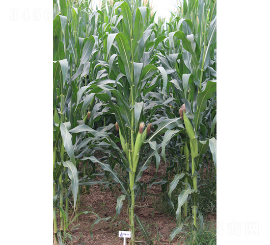 鑫研148-玉米種子-鑫豐種業(yè)