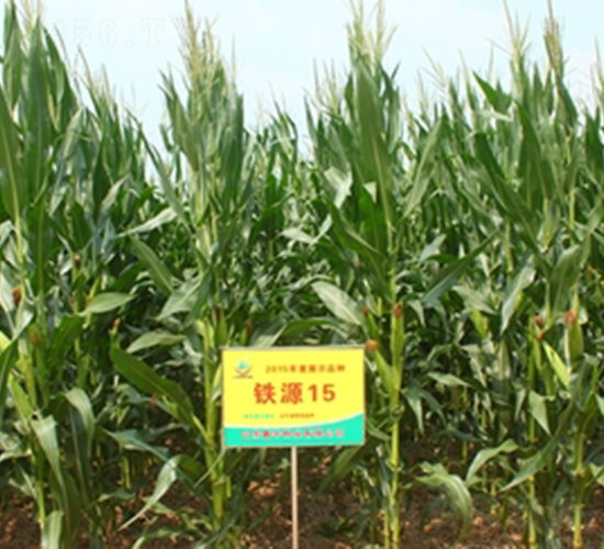鐵源15號(hào)-玉米種子-鑫豐種業(yè)