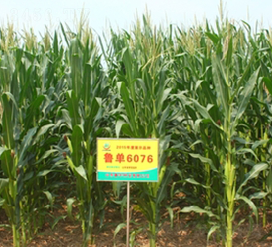魯單6076-玉米種子-鑫豐種業(yè)