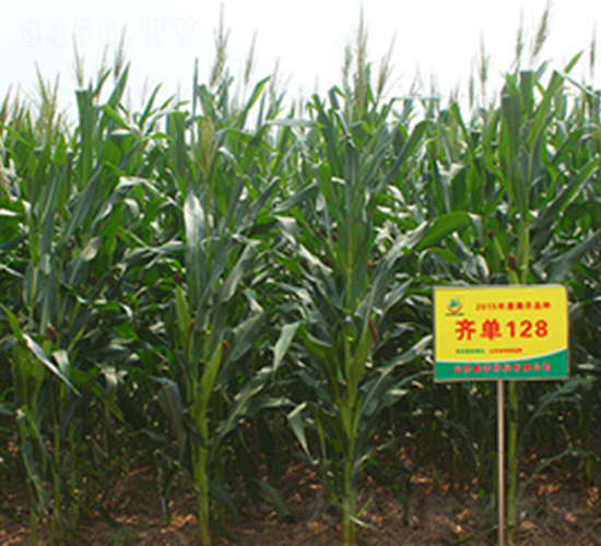 齊單128-玉米種子-鑫豐種業(yè)