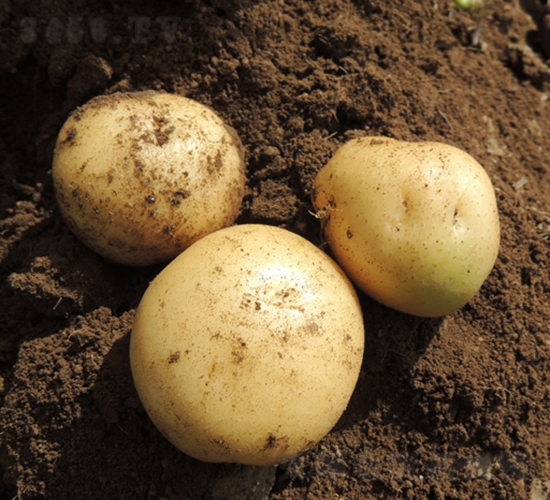 ������-�����N��-���S�N�I(y��)