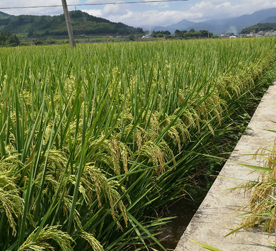 T兩優(yōu)164-水稻種子-六三種業(yè)