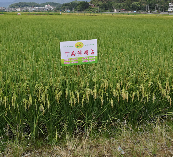 T兩優(yōu)明占-水稻種子-六三種業(yè)