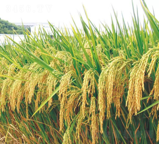 明興兩優(yōu)164-水稻種子-六三種業(yè)