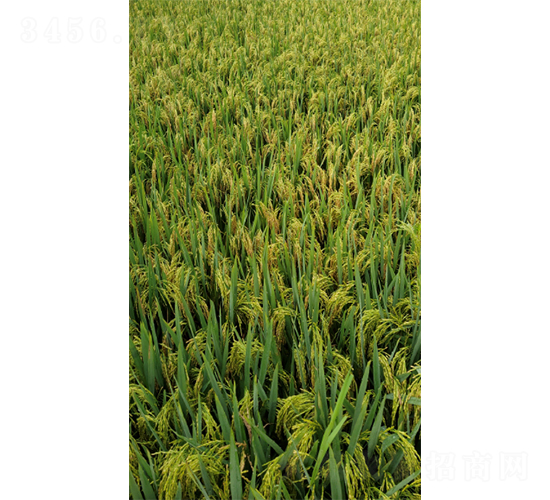 ���Ƀ�(y��u)164-ˮ���N��-�����N�I(y��)