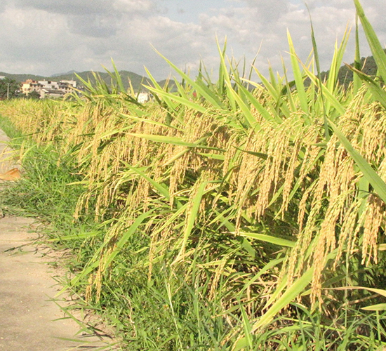 T78��(y��u)2155-ˮ���N��-�����N�I(y��)