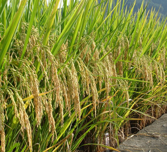 谷優(yōu)明占-水稻種子-六三種業(yè)