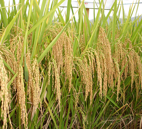 谷優(yōu)1259-水稻種子-六三種業(yè)