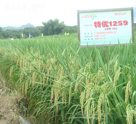 �؃�(y��u)1259-ˮ���N��-�����N�I(y��)