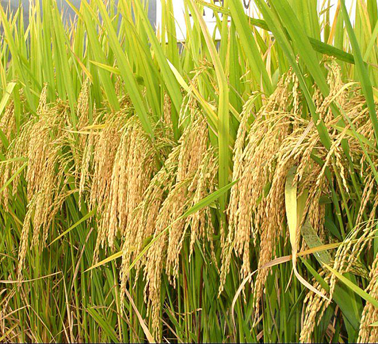 宜優(yōu)3009-水稻種子-六三種業(yè)