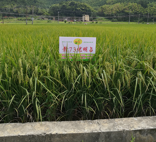 贛73優(yōu)明占-水稻種子-六三種業(yè)