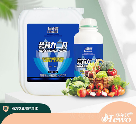 蕓苔920-拉坶賽-華爾沃